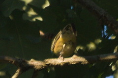 Setophaga castanea