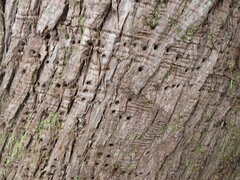 Sphyrapicus ruber