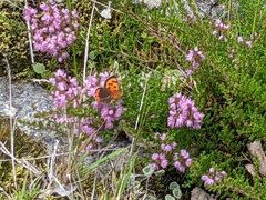 Lycaena phlaeas