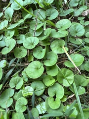 Dichondra carolinensis