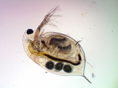 Daphnia longispina