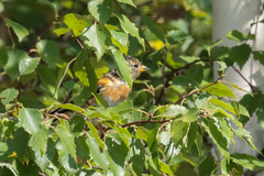 Fringilla montifringilla