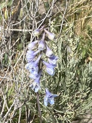 Delphinium glaucum
