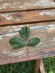 Rubus hispidus