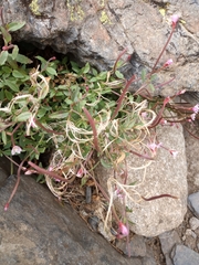 Epilobium anagallidifolium