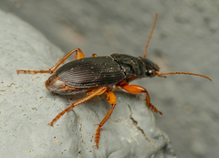 Pseudoophonus
