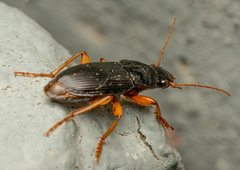 Pseudoophonus
