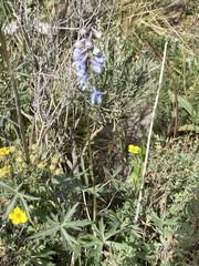 Delphinium glaucum
