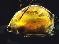 Scapholeberis rammneri