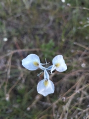 Moraea