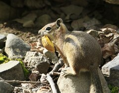 Callospermophilus lateralis
