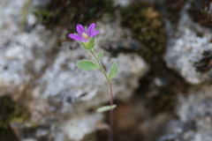 Campanula delicatula