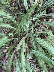 Struthiopteris spicant