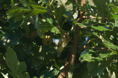 Setophaga castanea