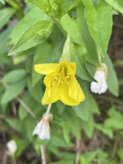 Oenothera