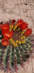 Ferocactus wislizeni