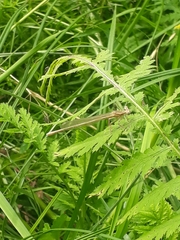 Platycnemis pennipes