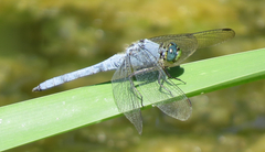 Erythemis collocata
