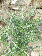 Olea europaea europaea
