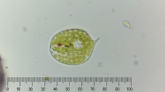 Phacus orbicularis