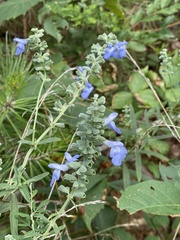 Salvia azurea