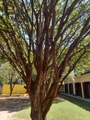Plinia cauliflora