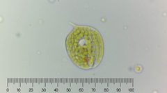 Phacus orbicularis