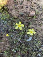 Oxalis obtusa