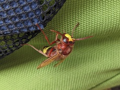 Vespa orientalis