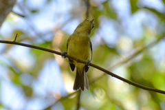 Vireo pallens