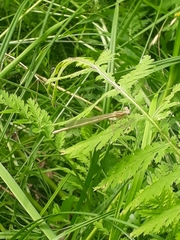 Platycnemis pennipes