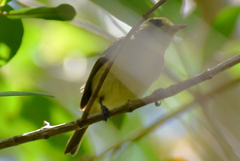 Vireo pallens