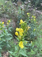 Oenothera villosa
