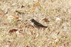 Ficedula hypoleuca