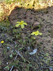 Oxalis obtusa