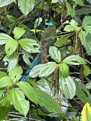 Momotus aequatorialis