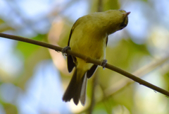 Vireo pallens