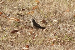 Ficedula hypoleuca