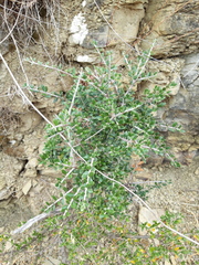 Olea europaea europaea