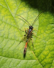 Campopleginae
