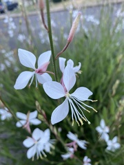 Oenothera lindheimeri