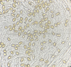 Mallocybe multispora