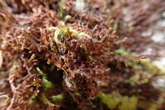 Frullania