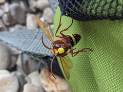 Vespa orientalis