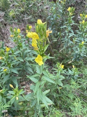 Oenothera villosa