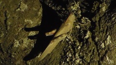 Anacridium aegyptium