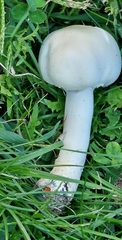 Agaricus arvensis