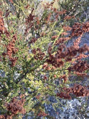 Adenostoma fasciculatum