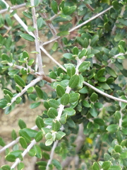 Olea europaea europaea