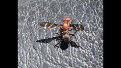 Tritoxa